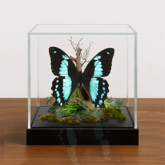 Real Papilio bromius, Swallowtail Butterfly – 6x6x6 inch