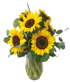 Sunflowers Galore