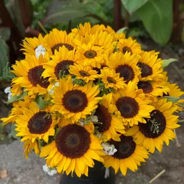I love Sunflower