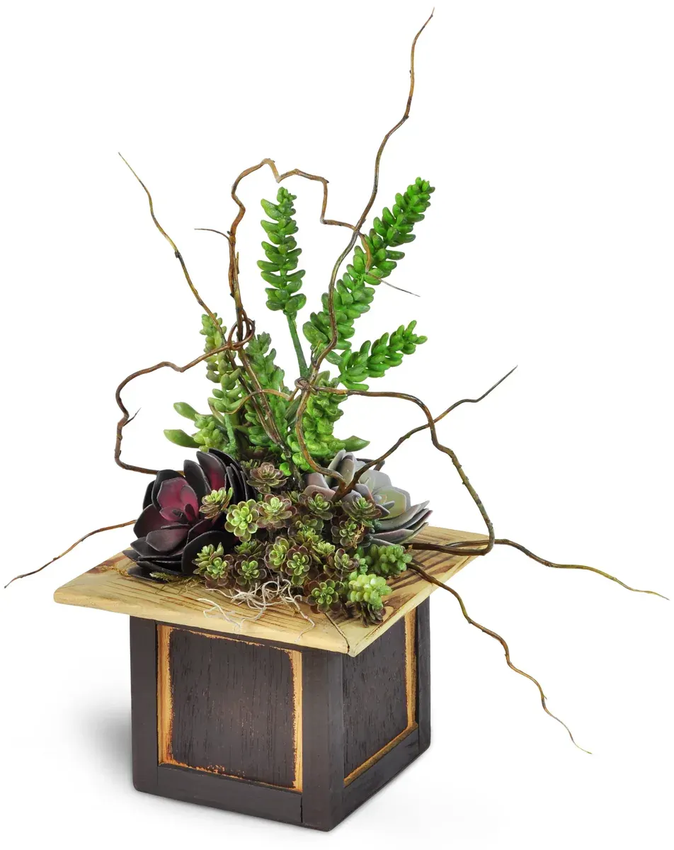 Modern Succulent Dish Garden