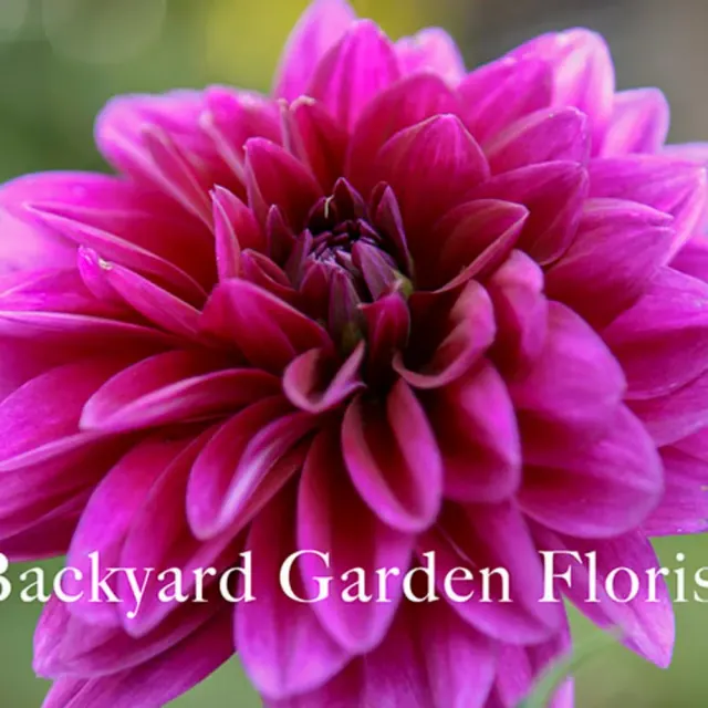 Backyard Garden Florist Gift Certificate