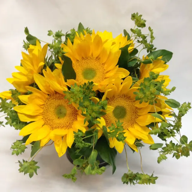 Sunflower Surprise