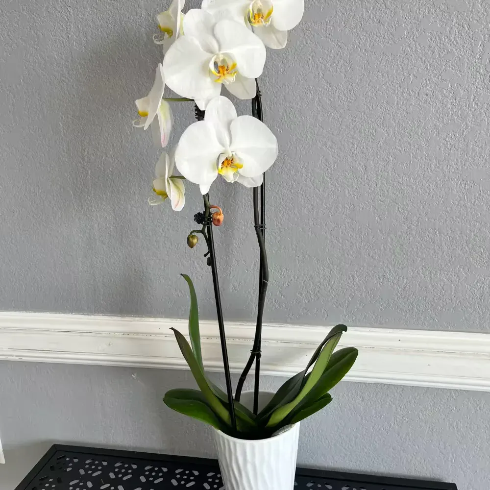 Orchid