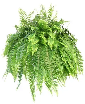 Boston Fern