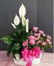 Double Plant Basket