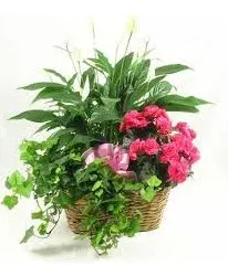 Triple Plant Basket