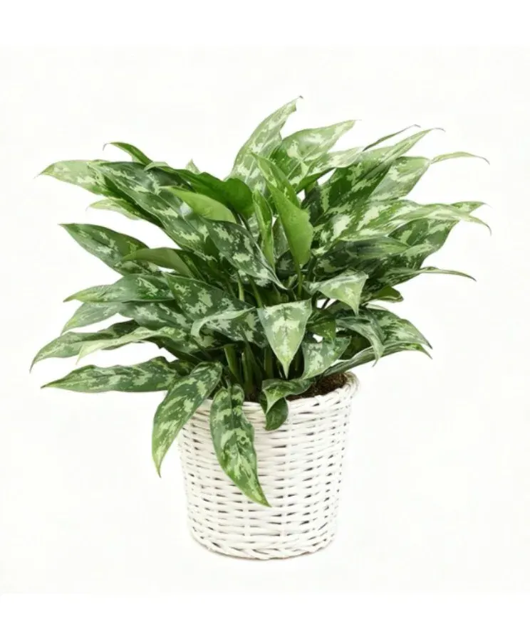 Maria Evergreen