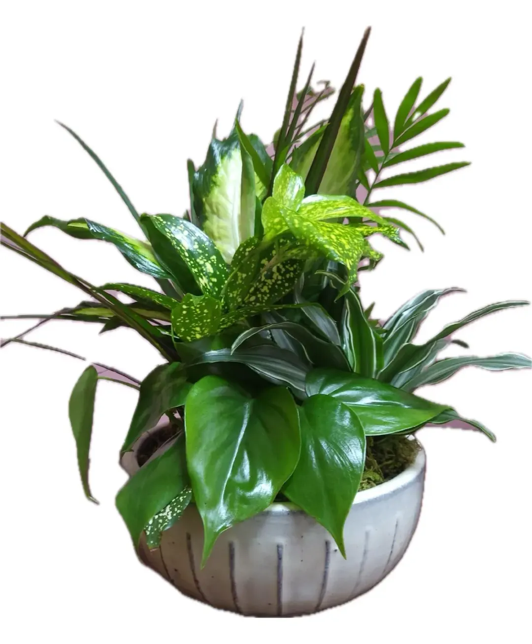 8” Dish Garden of Plants