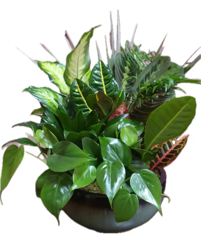 10” Ceramic Dish Garden of Plants