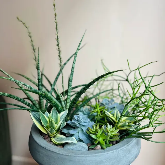 Lush Succulent Bowl