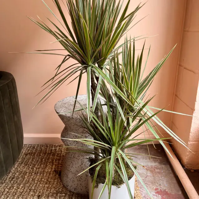 Dracaena Marginata Cane