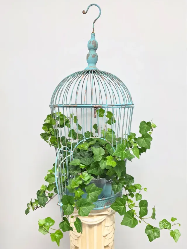 Vintage Metal Bird Cage With Ivy Plant