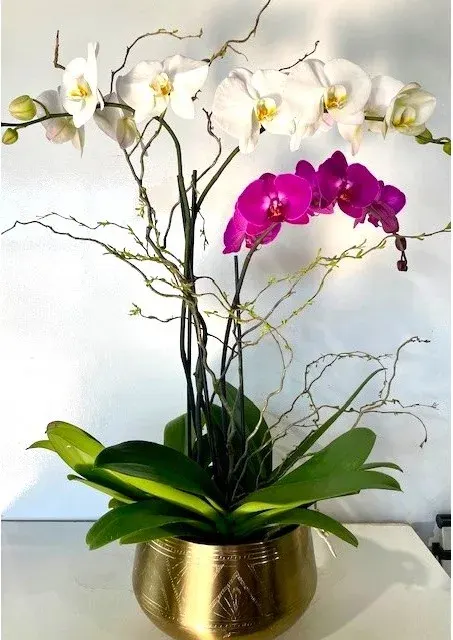 Orchid Plants