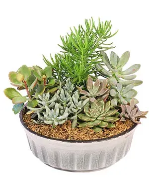 Lively Succulent Garden