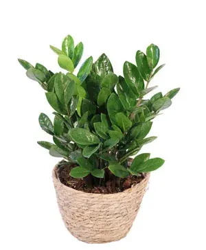 ZZ Plant