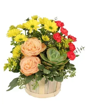 Succulent Peach