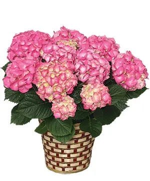 Blooming Hydrangea