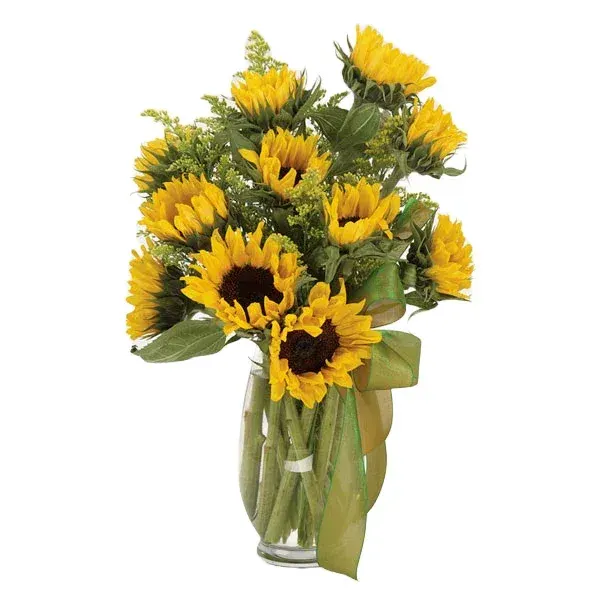 Sunflower Fields