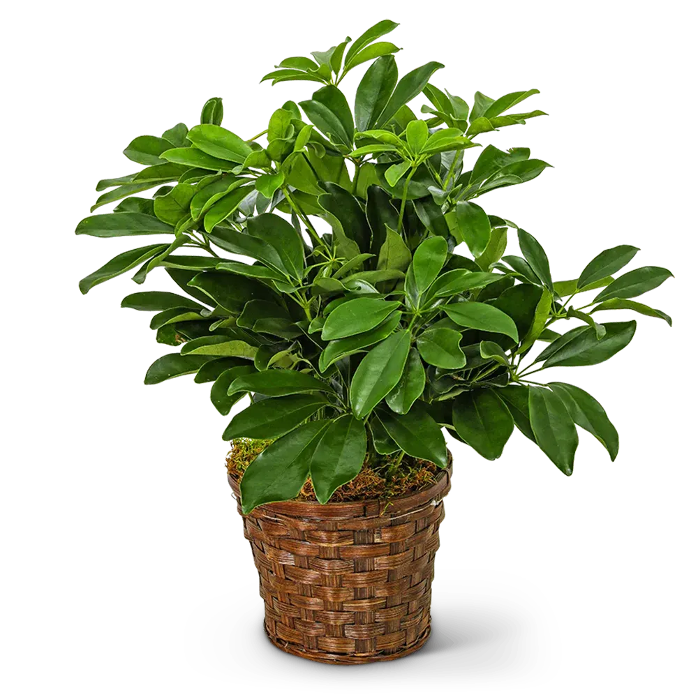 Miniature Schefflera Plant