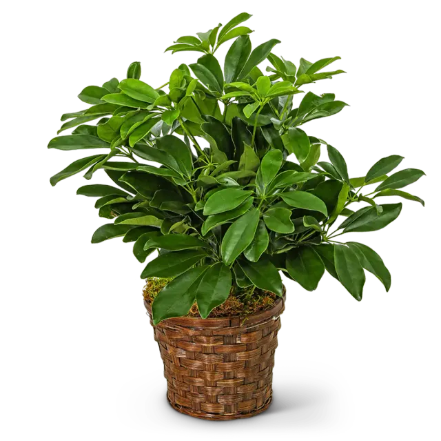 Miniature Schefflera Plant