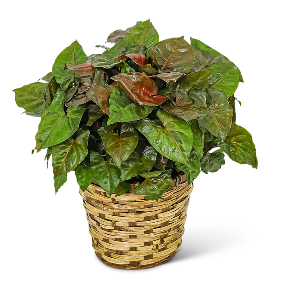 Arrowhead Plant in Basket