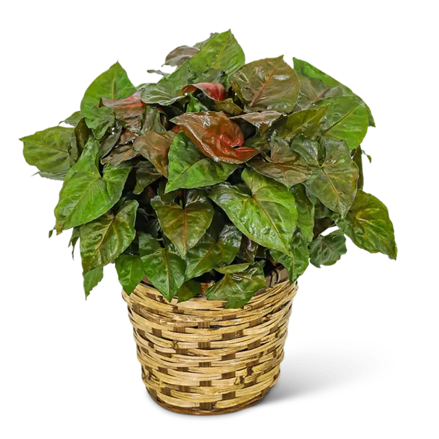 Arrowhead Plant in Basket