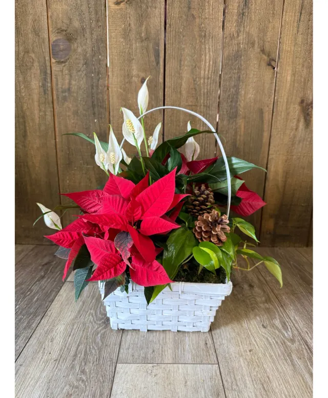 Pretty Poinsettias Dish Garden