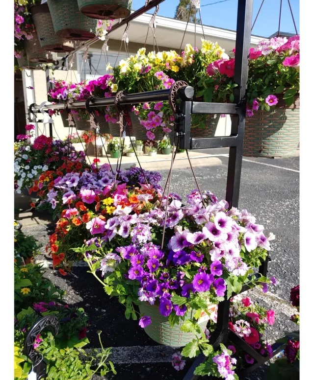 Hanging Basket