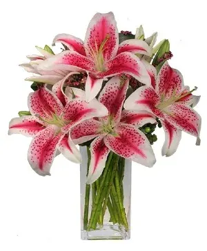 Luxurious Lilies