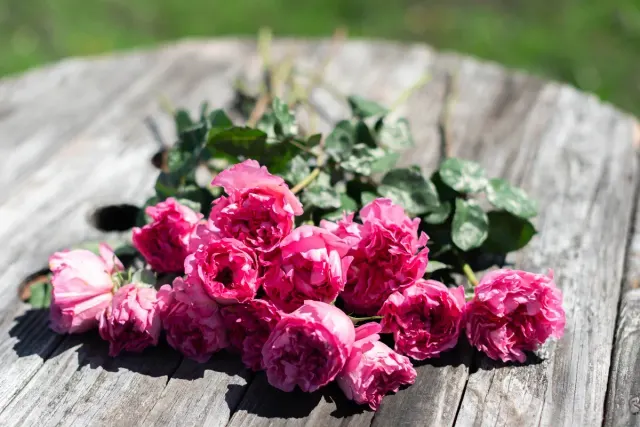 Ode a la Rose