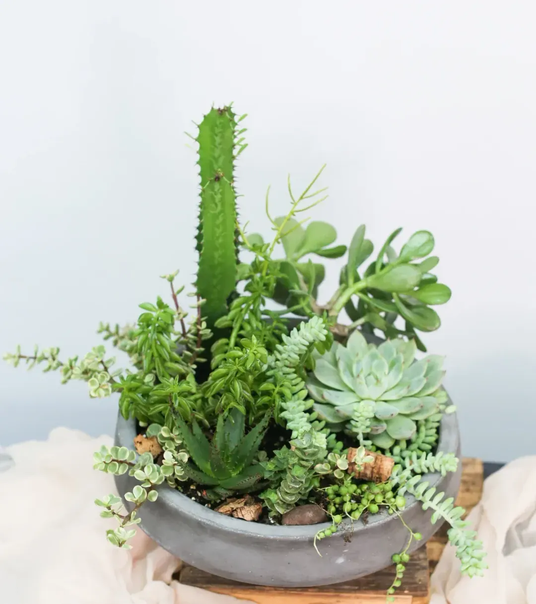 Succulent Garden