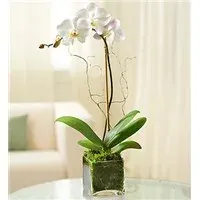 White Phalaenopsis Orchid