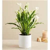 Sophisticated White Calla Lily