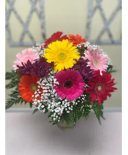 Gerbera Garden