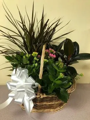 Assorted Plant Basket