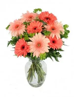 Crazy in Love Daisies