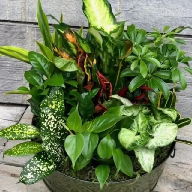 12 inch dish garden in metal container