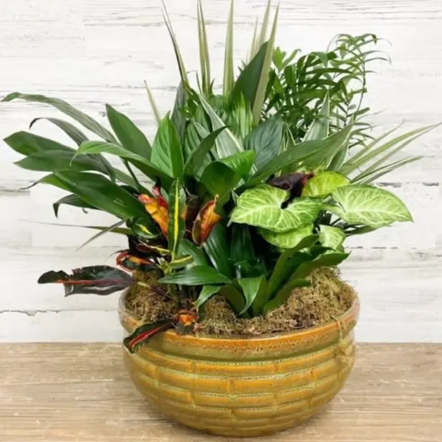 Dish Garden