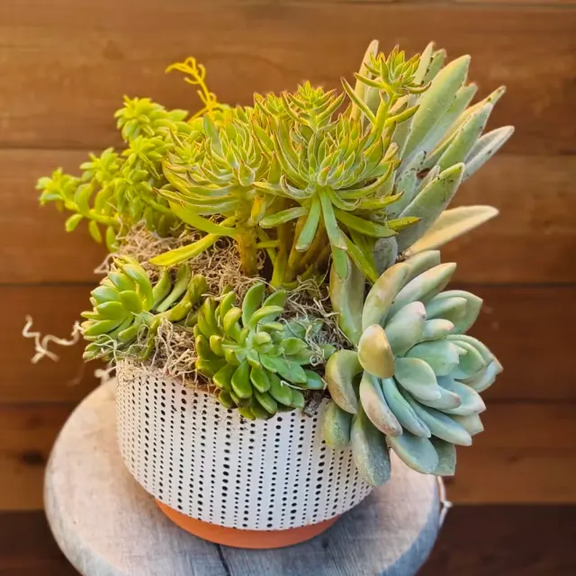 Simply succulents