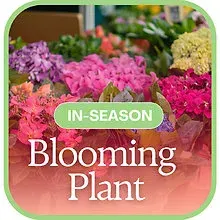 In-Season Blooming Plant