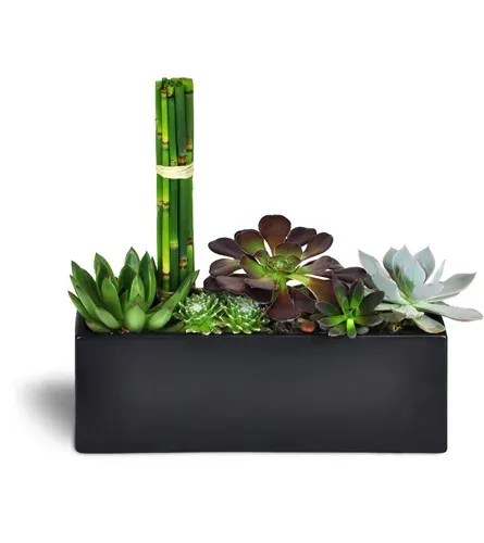 Succulent Zen Oasis
