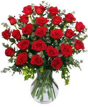 24 Rosas Radiantes