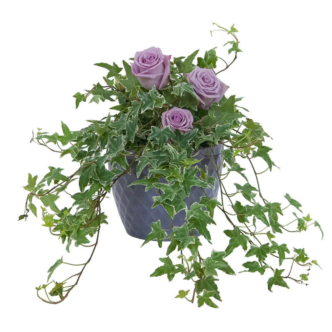 Ivy Plant With Fresh Roses