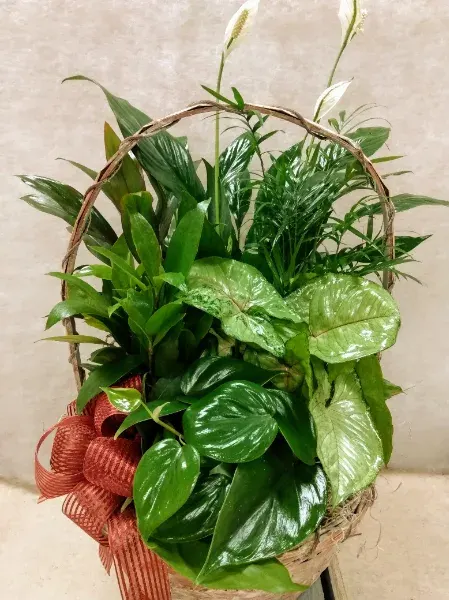Basket Garden