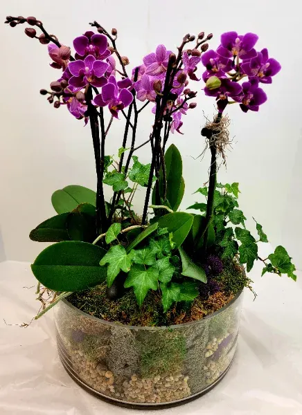 Upscale Orchid Garden