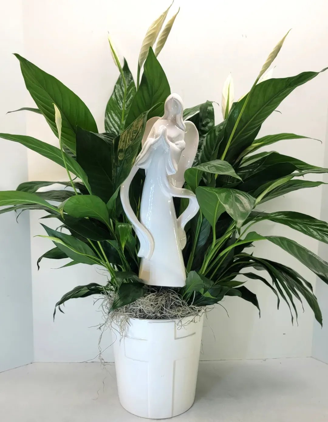 Divine Comfort Peace Lily