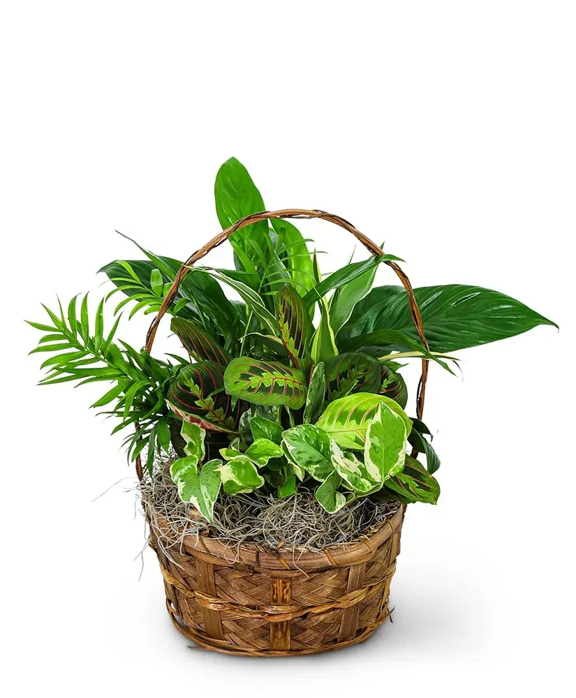 Evergreen Oasis Dish Garden