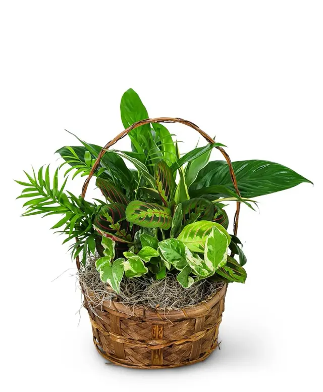 Evergreen Oasis Dish Garden