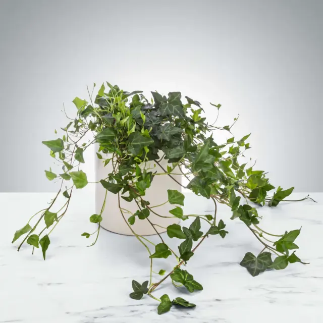 Ivy Plant