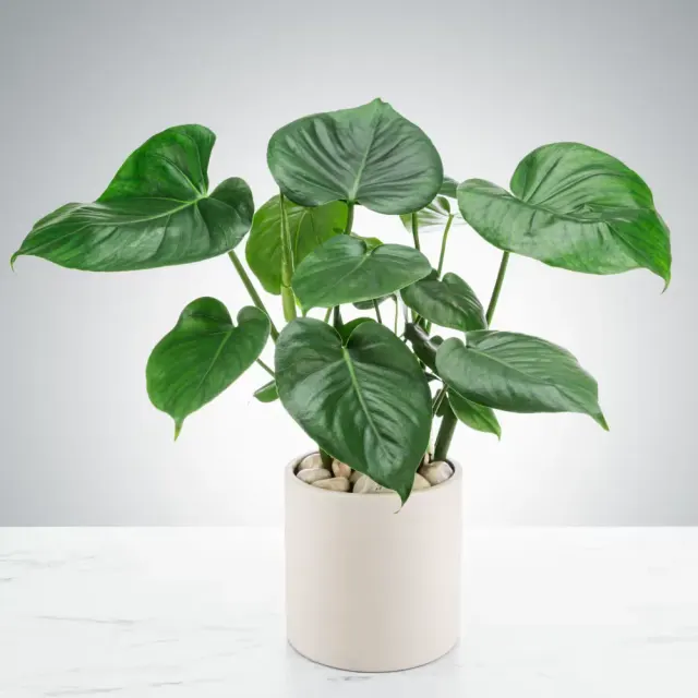 Split Leaf Philodendron